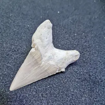 Prírodné Starožitné žraločích zubov fosílnych minerálne vzor pre Amulet Náhrdelník s Príveskom